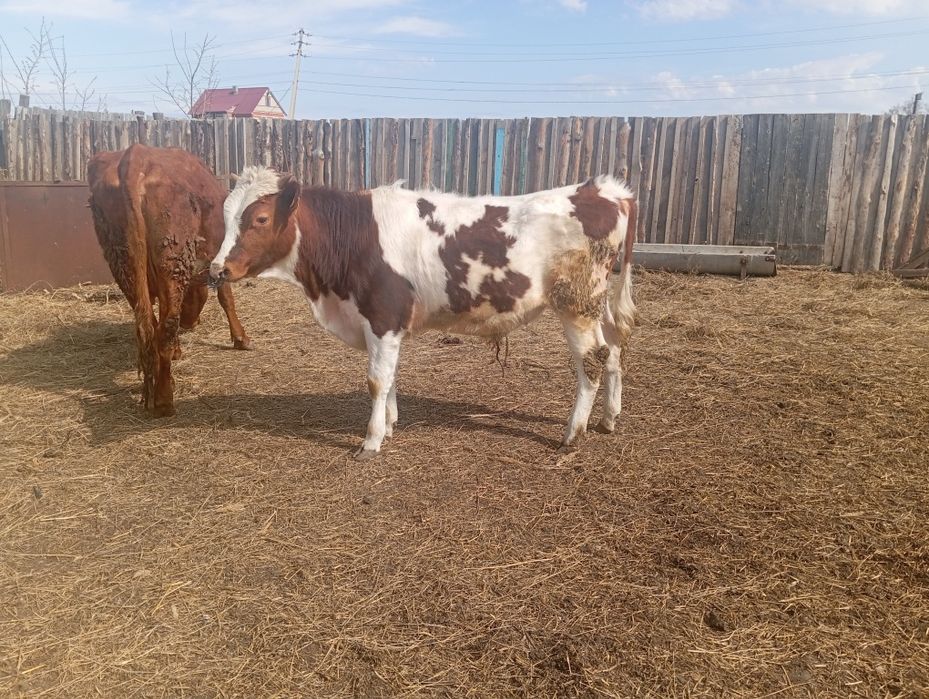 Продам бычка и телочку