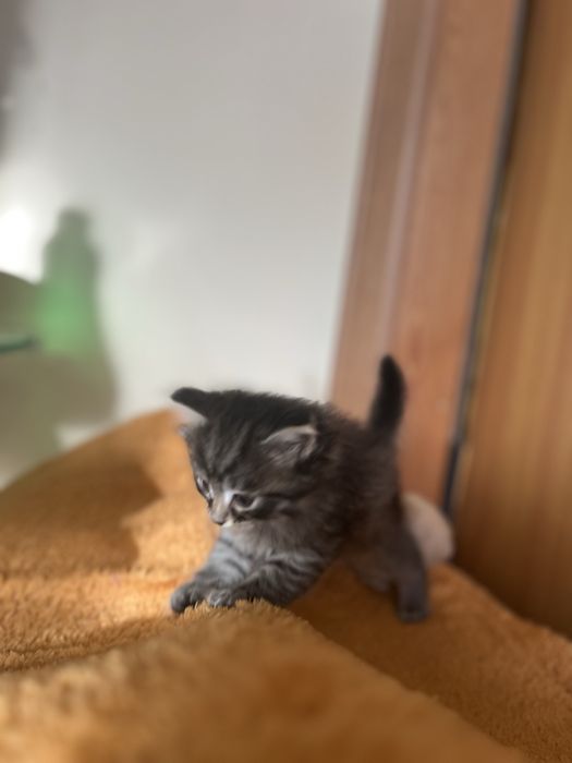 Котенок девочка 1,5 месяца