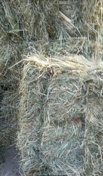 Продам сено тюках 900тенге