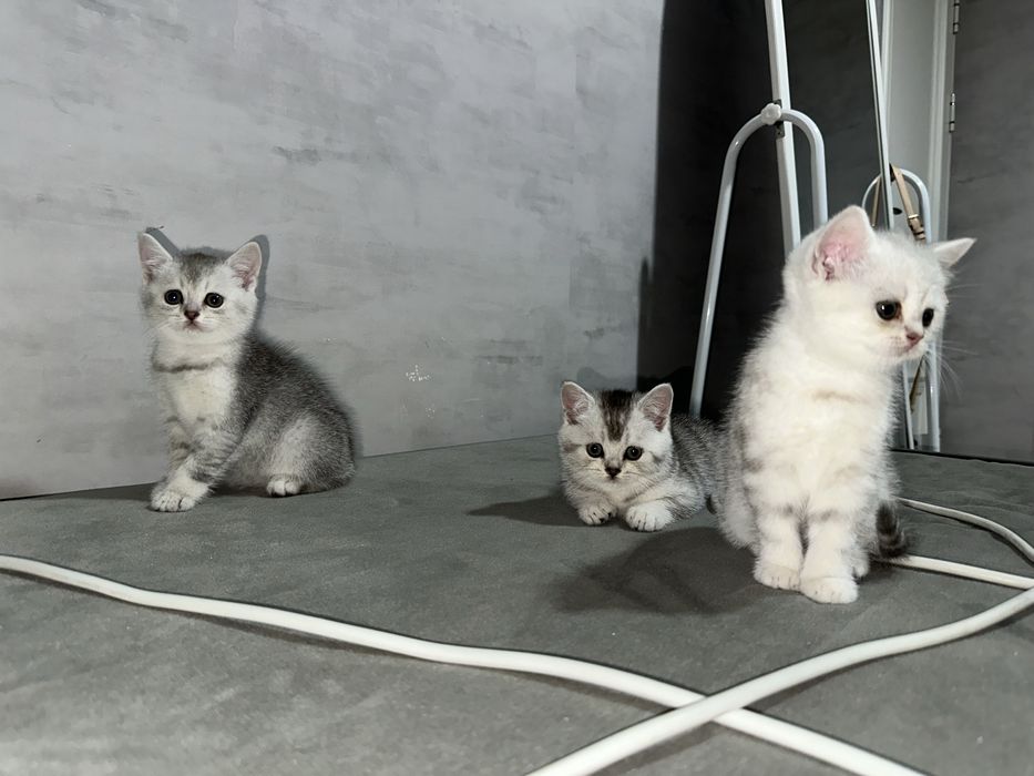 Британские серебристые шиншиллы