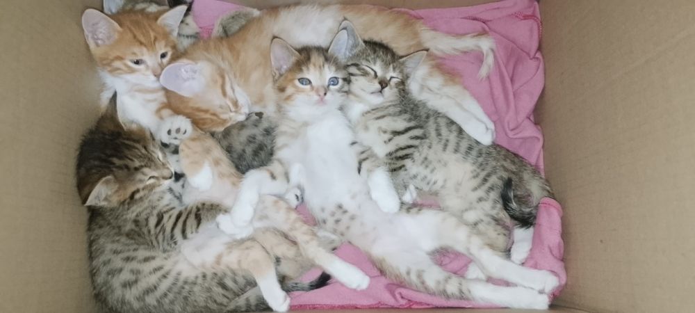 Есть девочки и мальчики