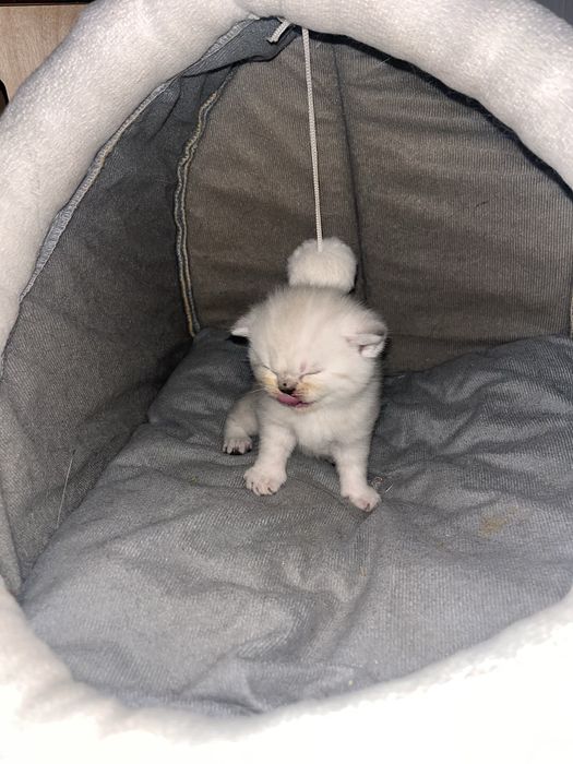 Котята Британские Бронь!