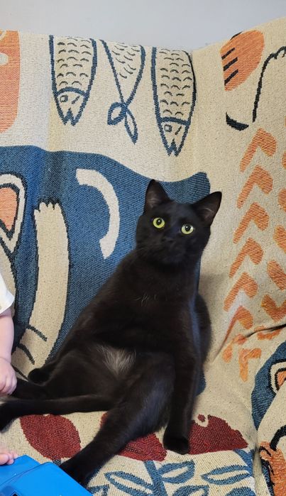 Отдам двух котиков