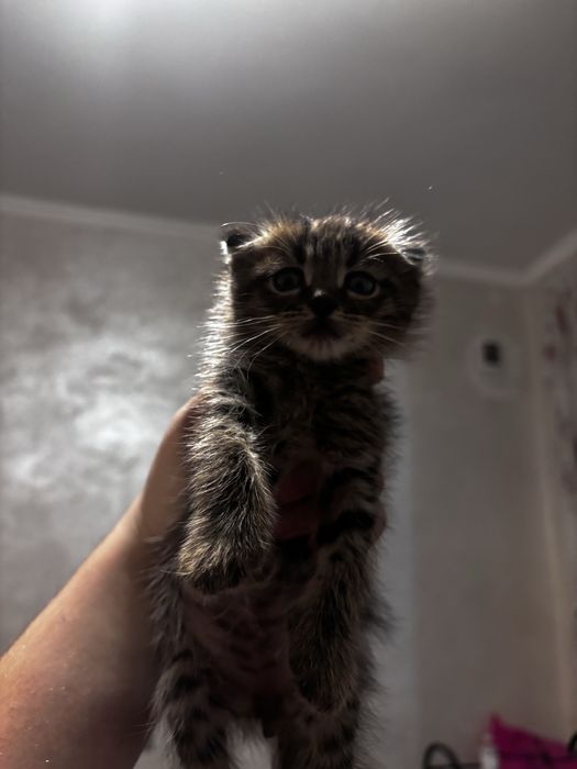 Котятя красивые.