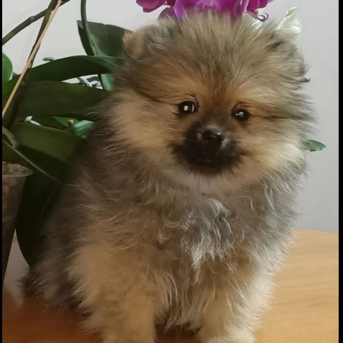Шикарный мальчик померанчик!