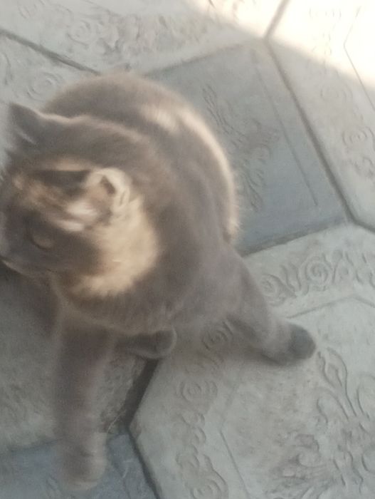 Кошечка Скотч Ленд британка