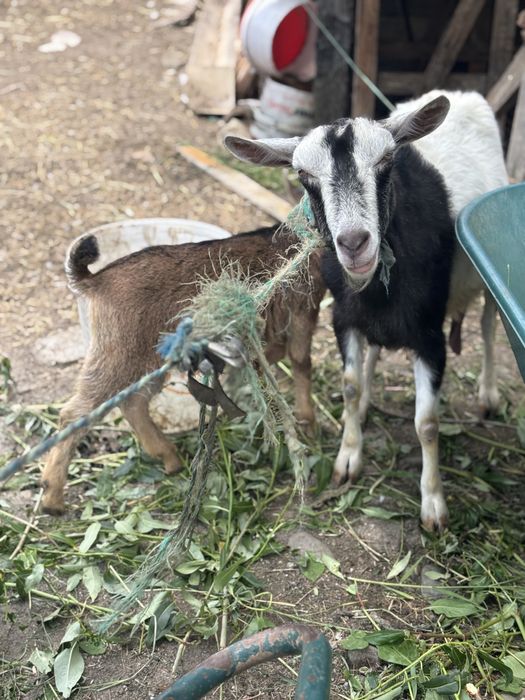 Capra si Iada Nemțești