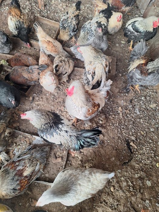 Продам петухов брама