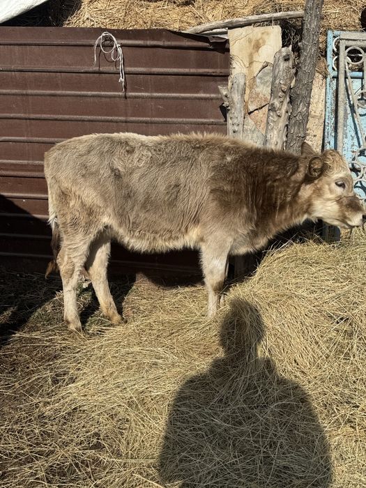 Сиыр бұзаулы сиыр