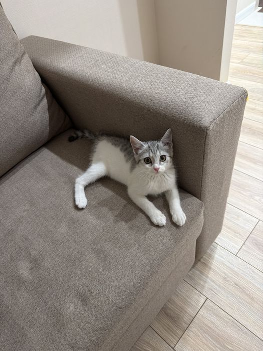 Котенок 3 месяца