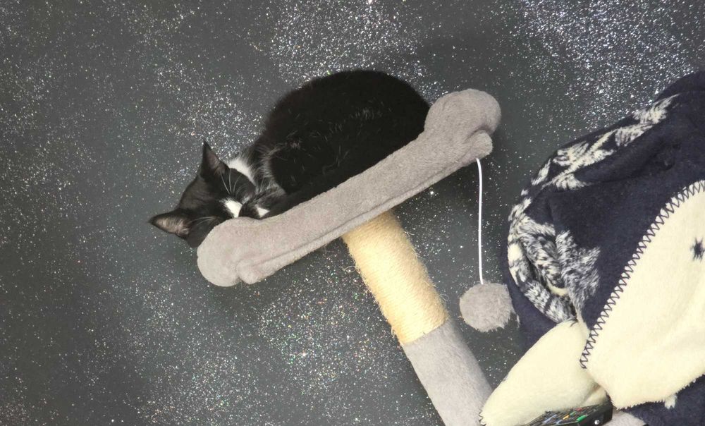 Adoptie pisica sterilizata tuxedo