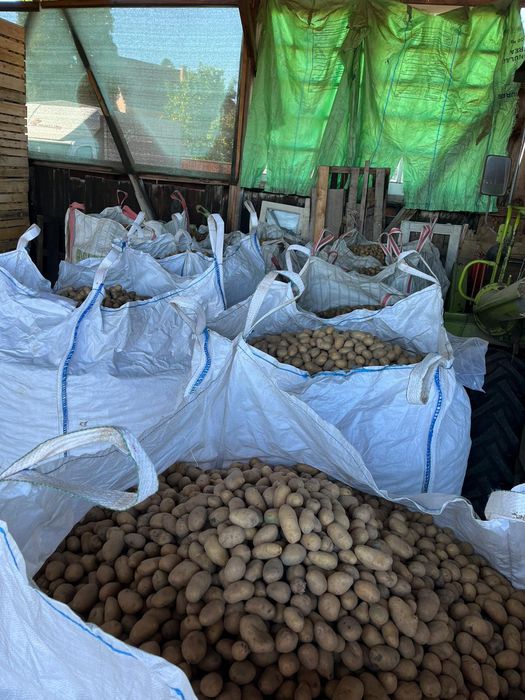 Cartofi pentru animale