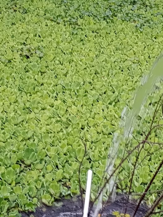 Salata de Nil -pistia, zambile amazoniene, plante de apa plutitoare.