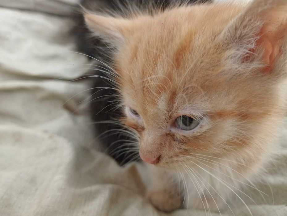 Котята полтора месяца