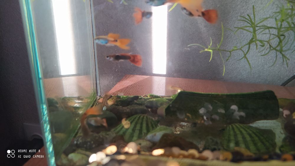 рыбка гуппи. мальчик