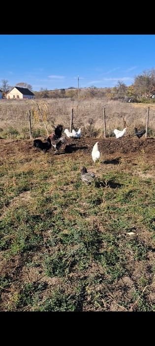 Australorp negru, albastru,alb