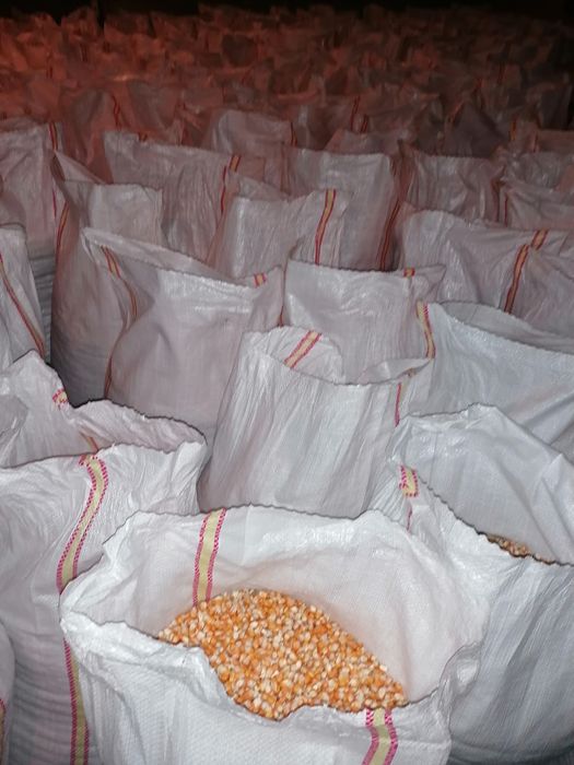 Porumb 2025.Calitatea 1.Ambalat la sac.