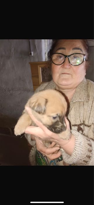 Помогите найти дом щенятам