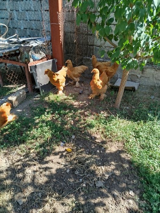 Продажа цыплята брама 3 месяца