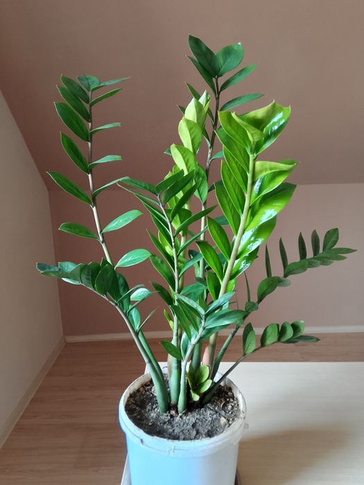 Продам долларовое дерево