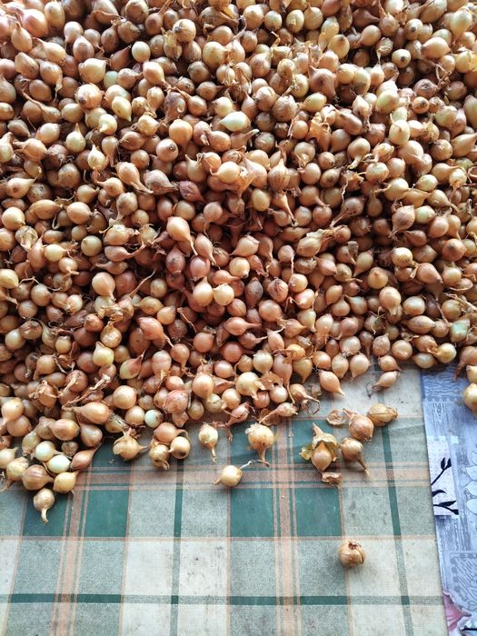 Arpagică roșie și galbenă