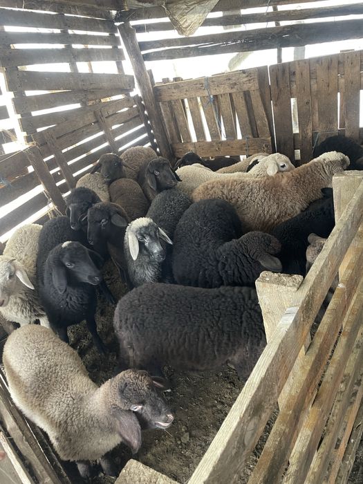 Vând miei carabași