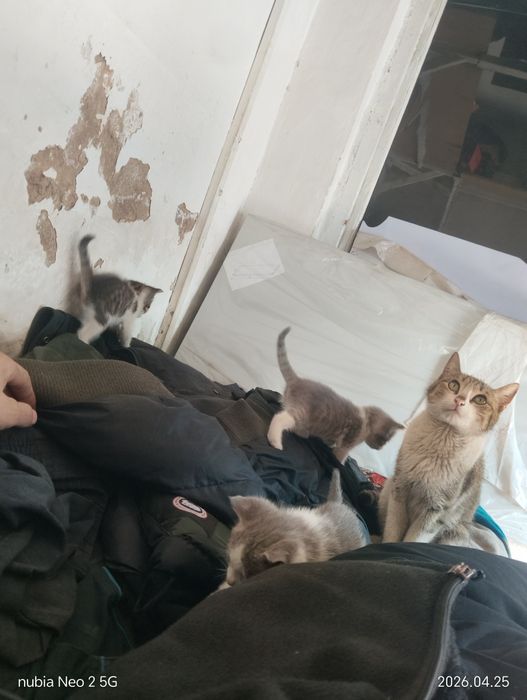 Котята даром или (тигры)