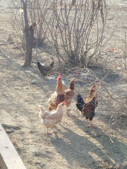 Kurka(Induk) makiyon va tovuq xoʻrozlari sotiladi