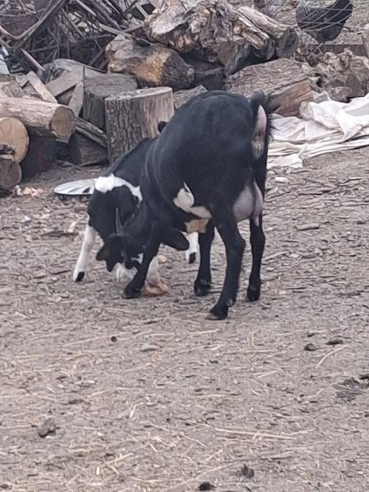 Vand capra cu tapisor