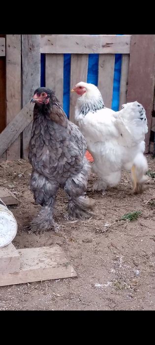 Тауықтар сатылады 2+1