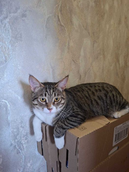 Отдаём котика в добрые руки