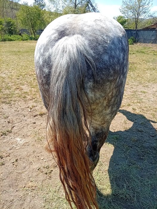 Vând iapa de 5 ani garantată