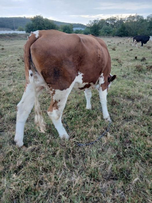 Vacă gestanta de vanzare