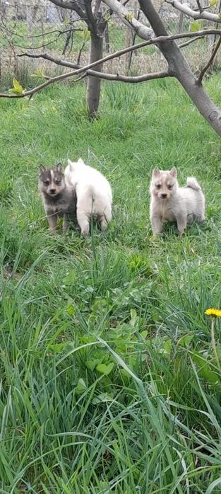 Западно сибирские щенки