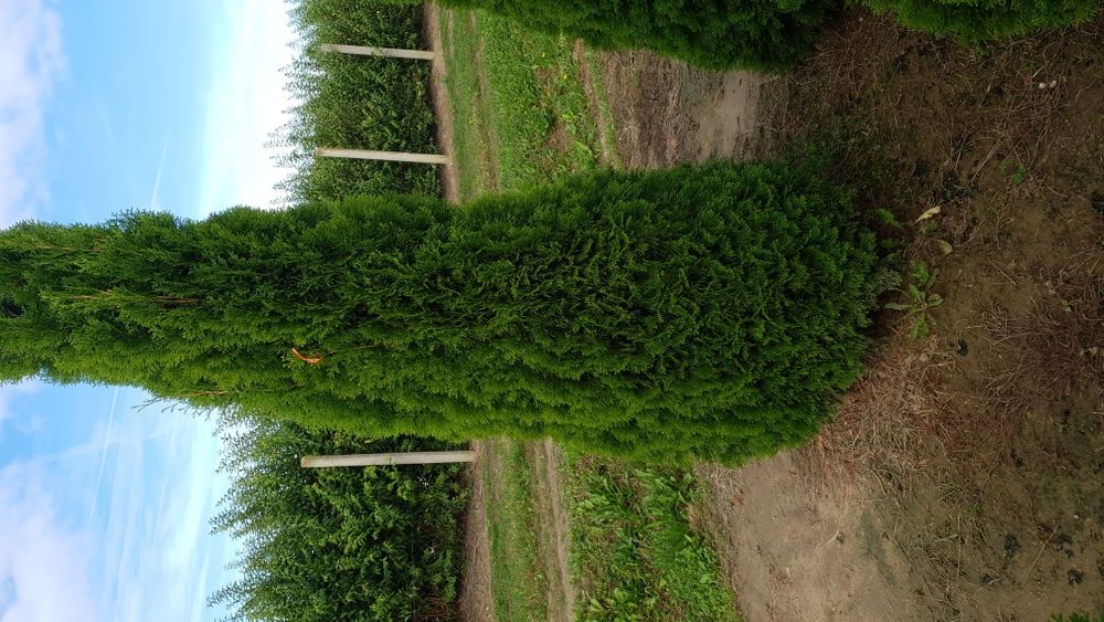 Tuia de mai multe dimensiuni