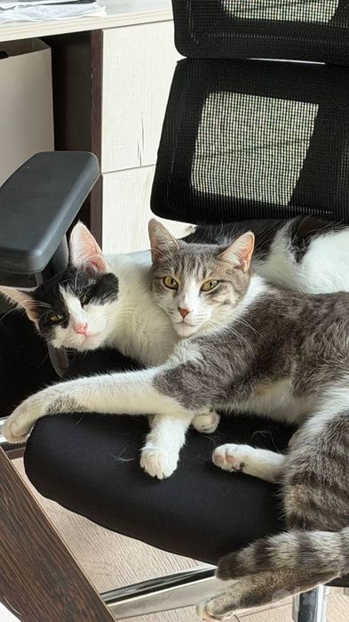 Котик мальчик кастрат