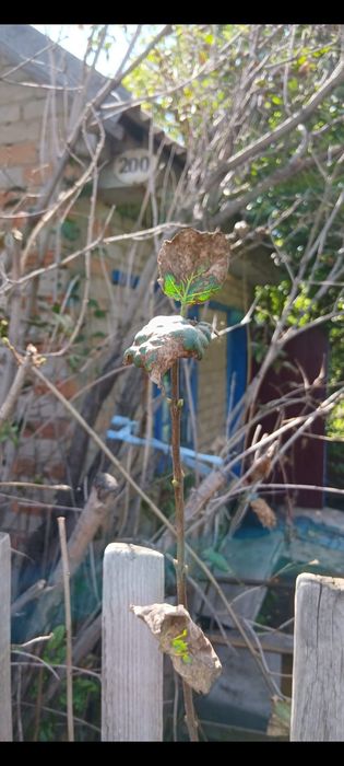 Продам дачу в Со ЖЕлезобетоншик.