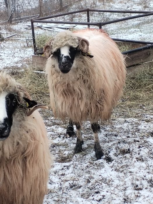 Vând 2 oi în comuna Bustuchin
