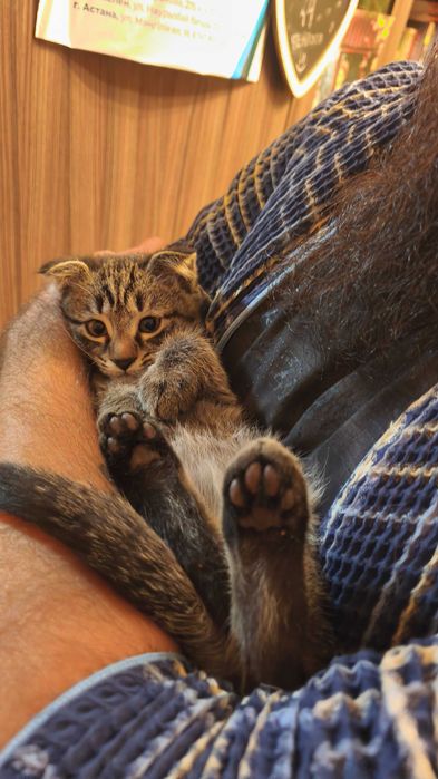 Котенок Скотиш-фолд, девочка