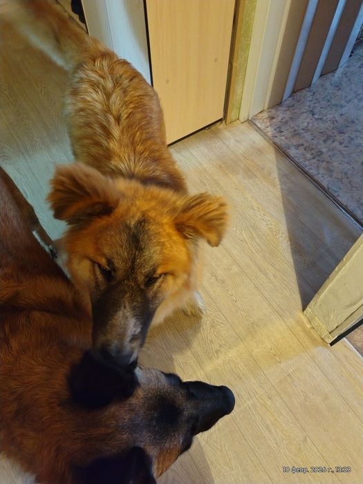 Отдам сакская овчарка,щенок