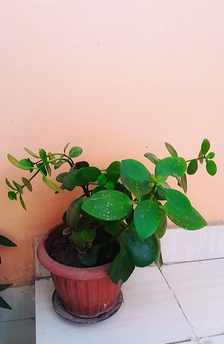 Xonaki gul ofis va uy uchun