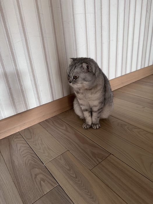 Кошка отдается бесплаьно в добрые руки