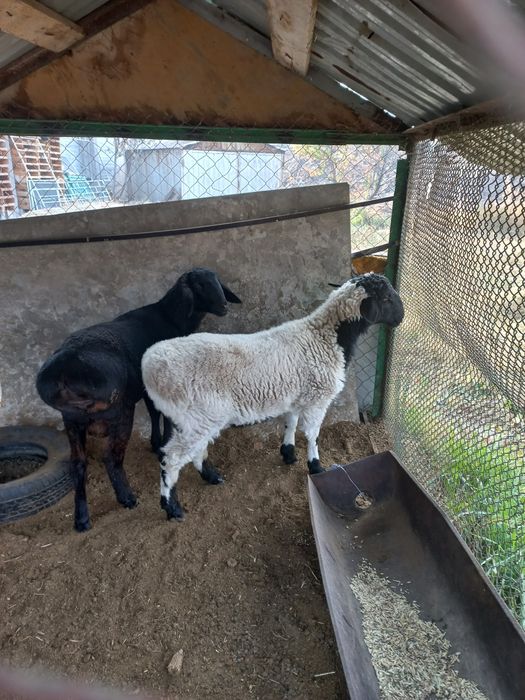 Qoyla sotiladi arpa boģdoyda boqilgan qoy