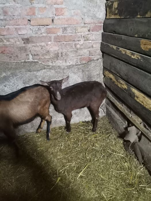 De vanzare iedite murciano gestante