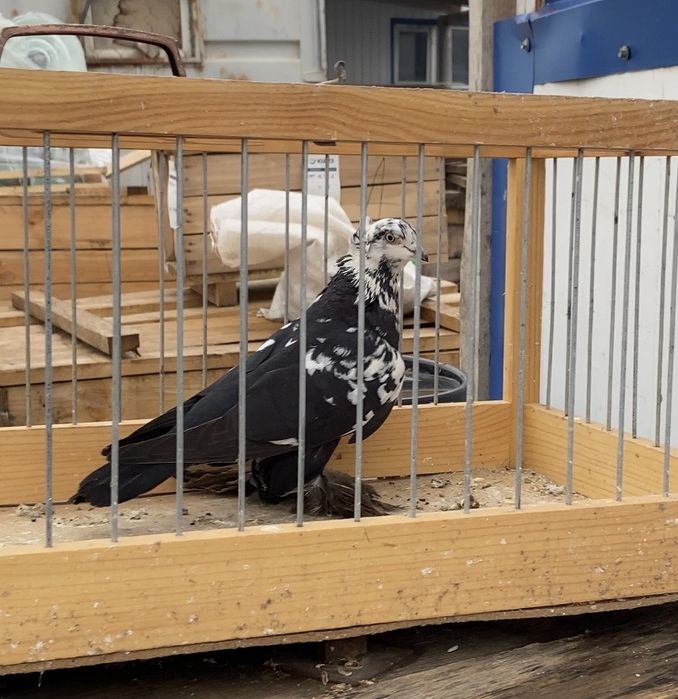 Голуби сочи, жучка и жёлтый