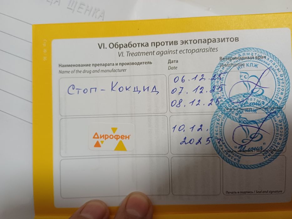 Продам шпица 3 месяца