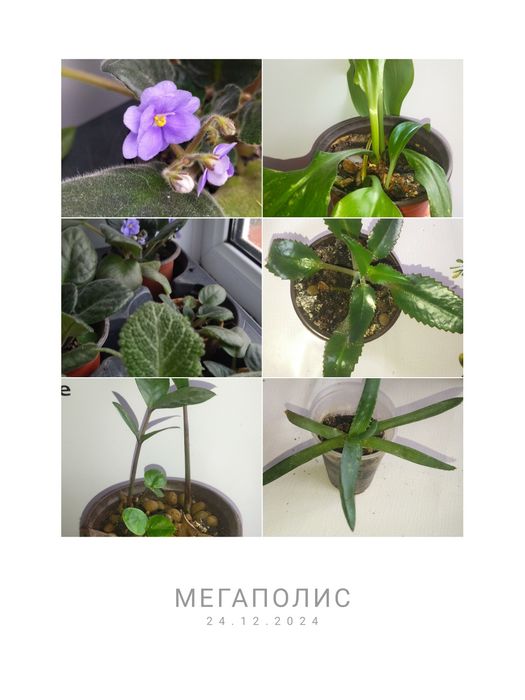 Комнатные цветы.