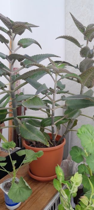 Продам комнатные цветы