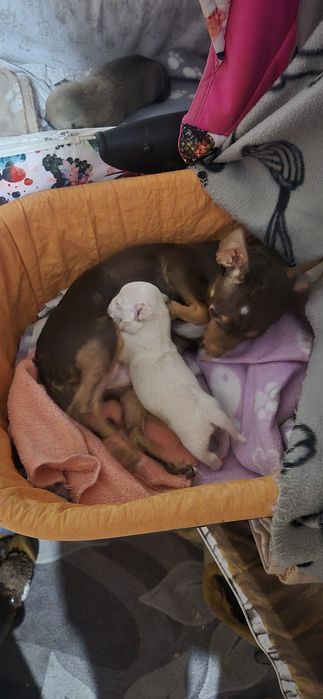 Чихопинчер с ваксина