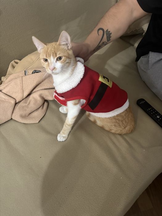 Подарявам мъжко коте